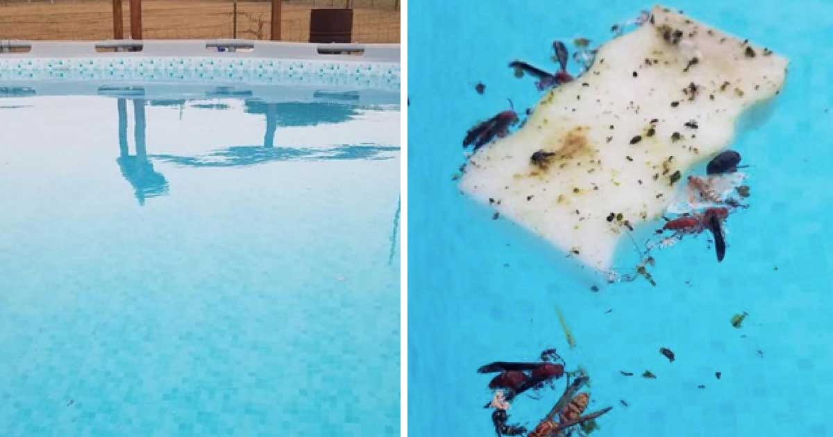 How To Keep Bugs Out Of The Pool